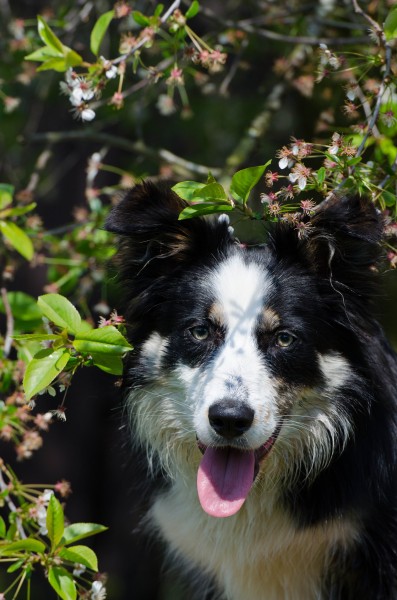 活泼可爱的牧羊犬图片(12张)