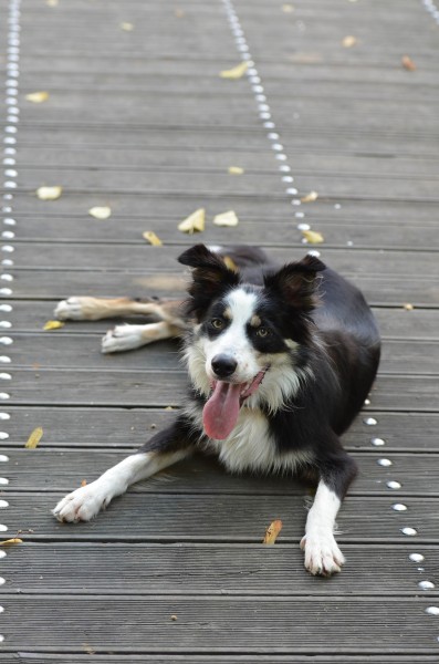 活泼可爱的牧羊犬图片(12张)