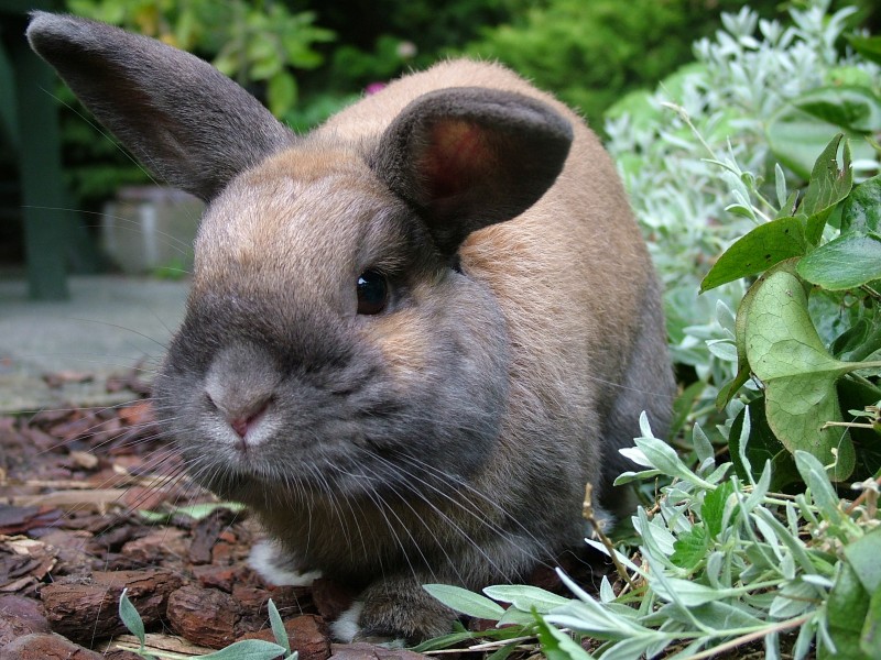 灰色的兔子图片(13张)