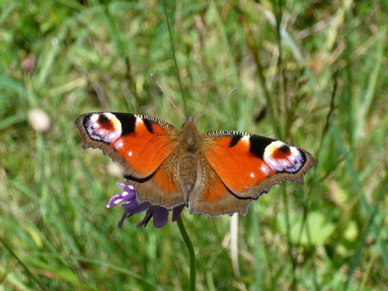 草丛中的孔雀蝴蝶图片(13张)
