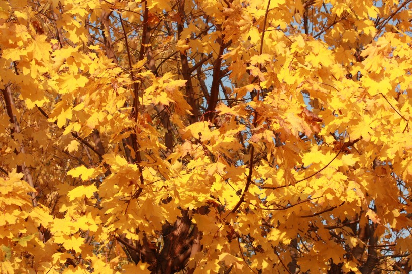秋天金黄色的枫叶图片(13张)
