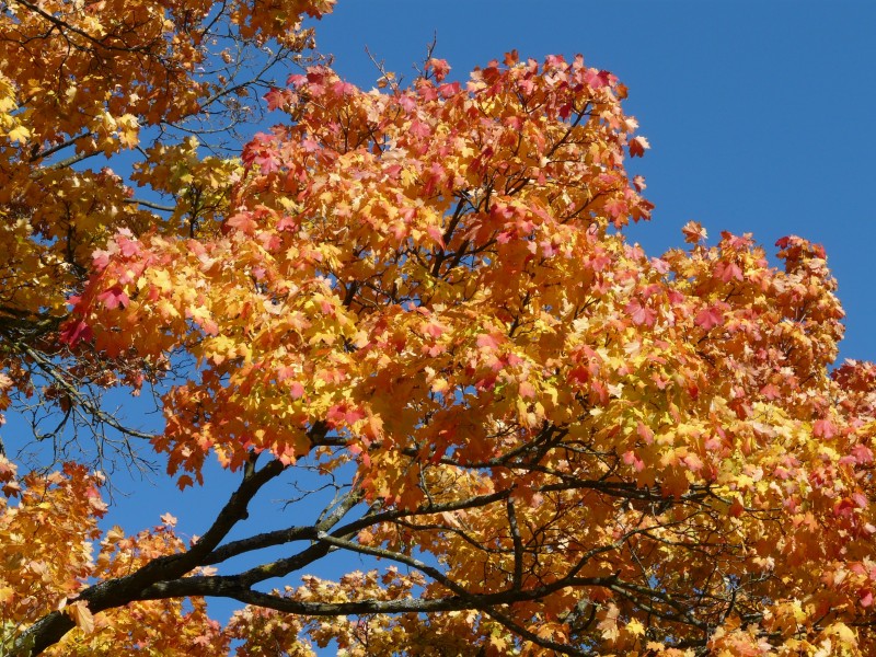 秋天金黄色的枫叶图片(13张)
