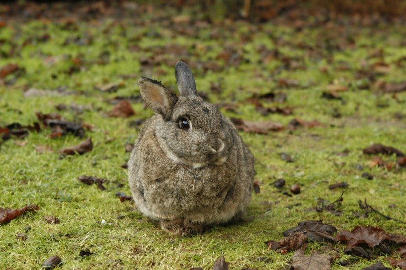 灰色的兔子图片(13张)