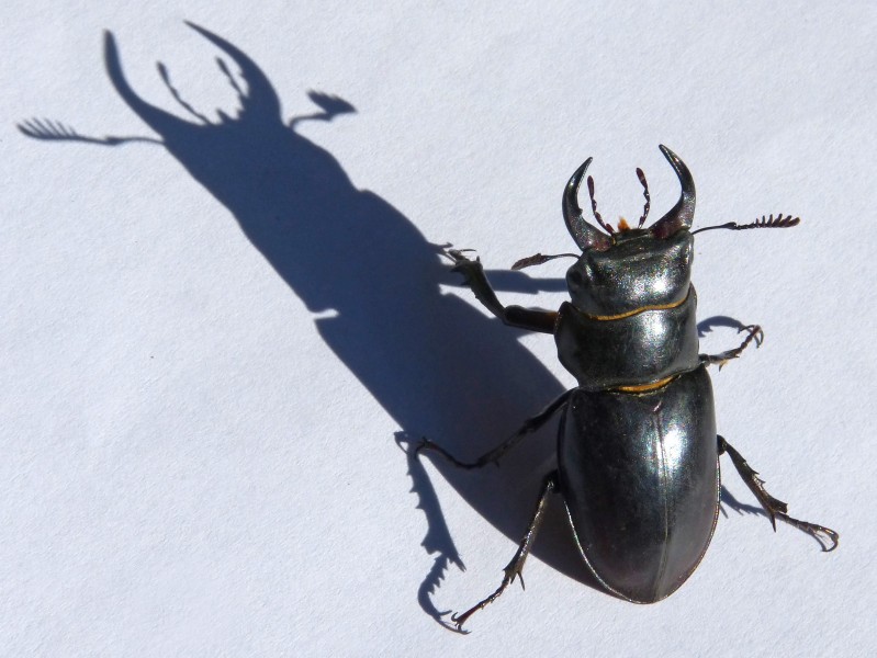 力大惊人的犀牛甲虫图片(16张)