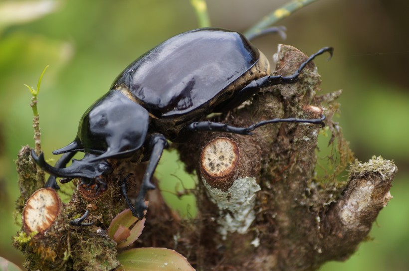 力大惊人的犀牛甲虫图片(16张)