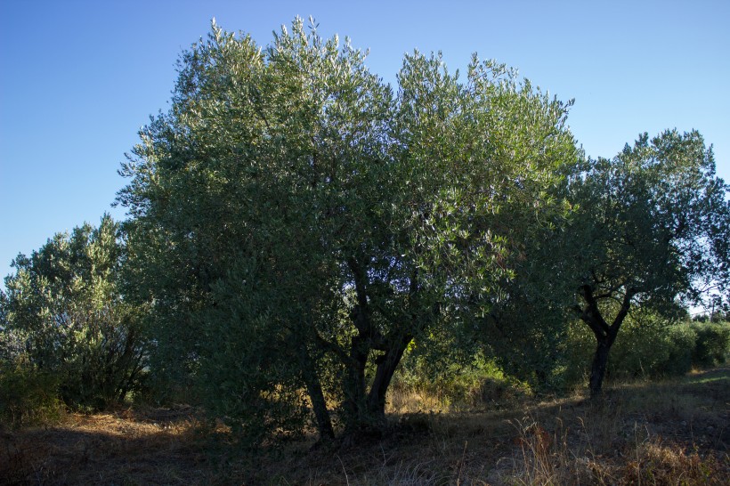 茁壮的橄榄树图片(14张)