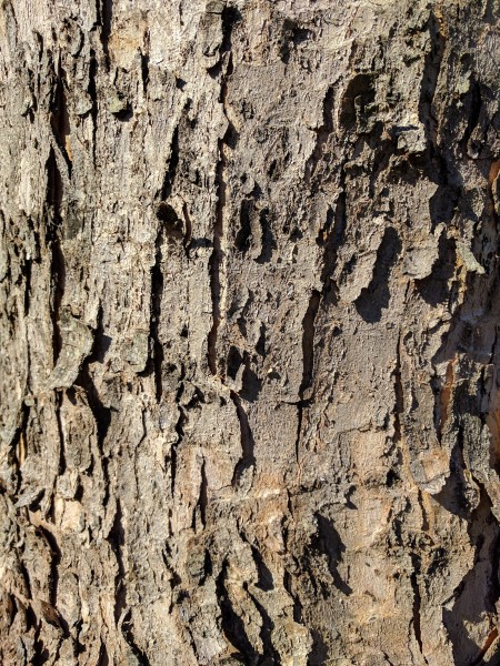 纹络各异的树皮图片(14张)