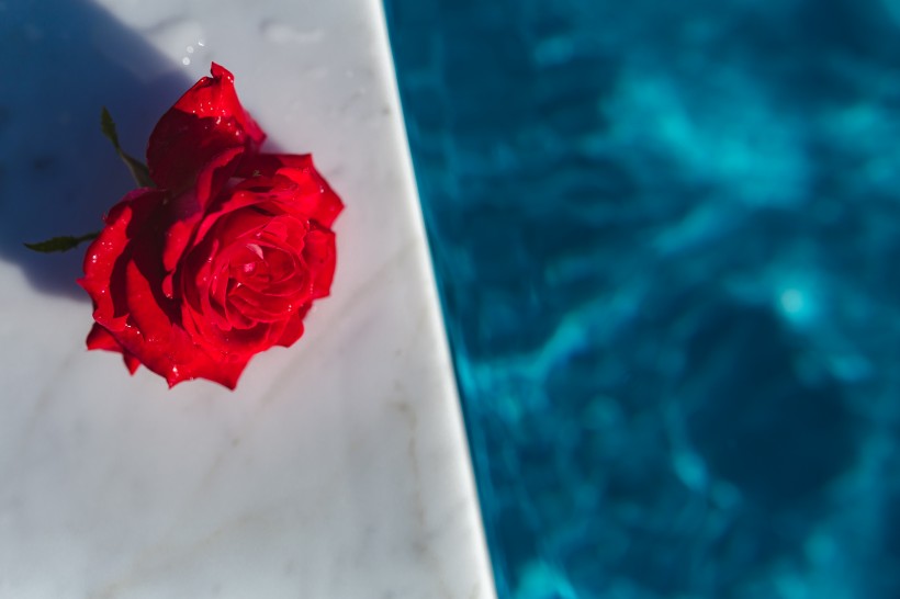 泳池中的玫瑰图片(11张)