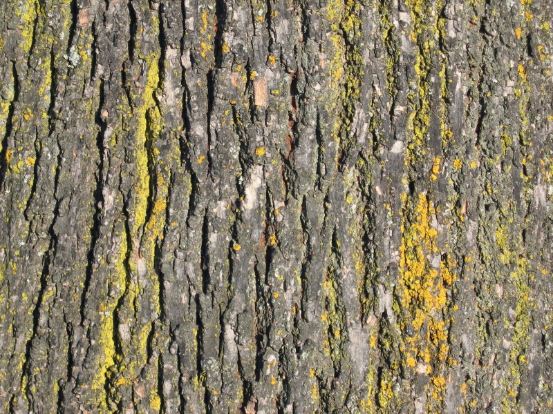 纹络各异的树皮图片(14张)