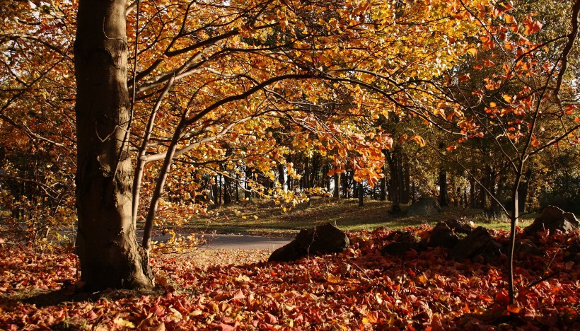 秋天树林风景图片(13张)