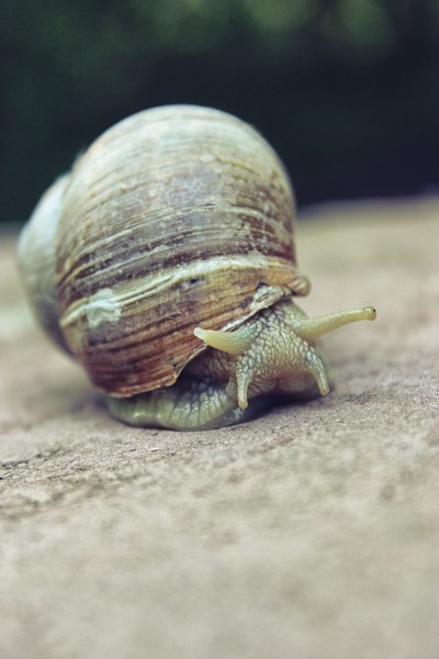 蜗牛高清图片(15张)