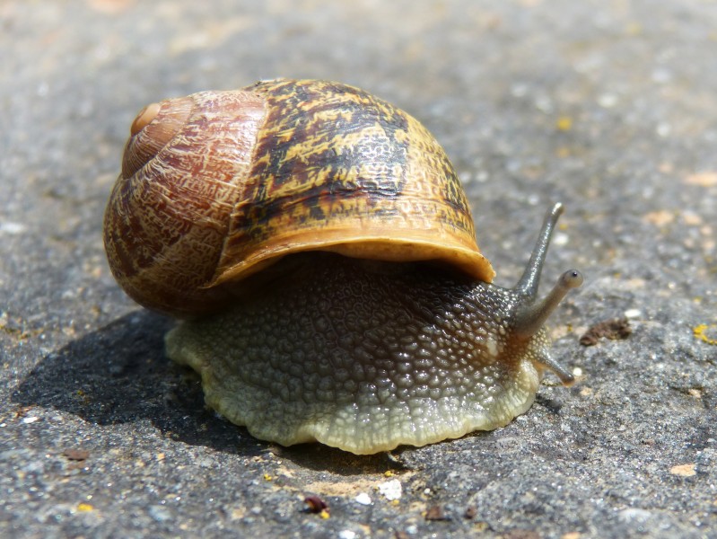蜗牛高清图片(15张)
