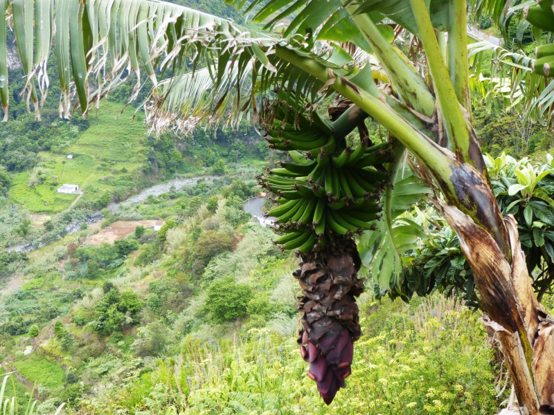树上未采摘的香蕉图片(15张)