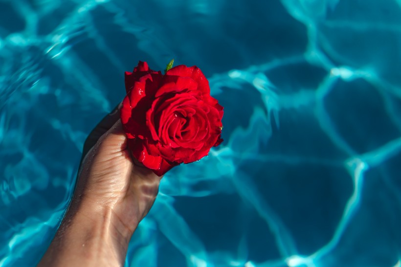 泳池中的玫瑰图片(11张)