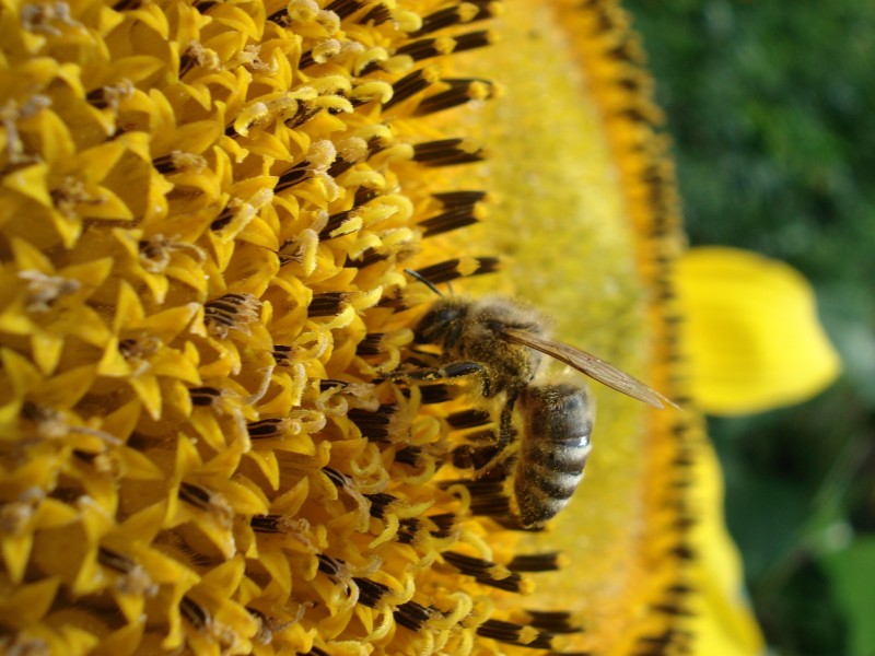 采蜜的小蜜蜂图片(14张)