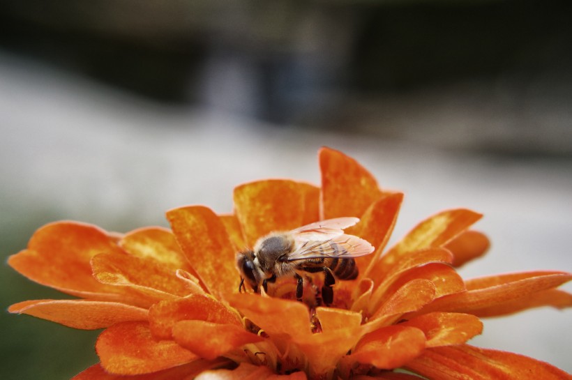 采蜜的小蜜蜂图片(14张)