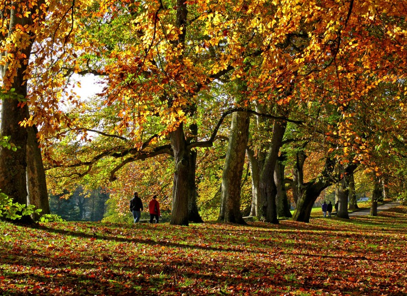 秋天树林风景图片(13张)