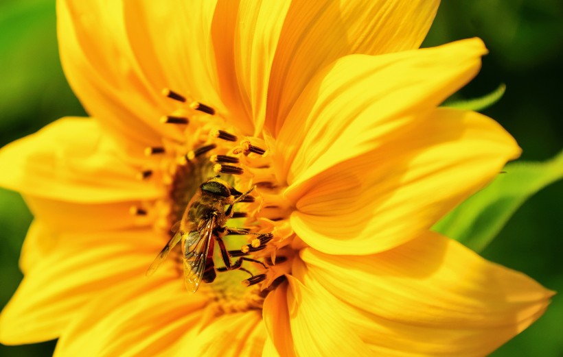 可爱的小蜜蜂图片(10张)