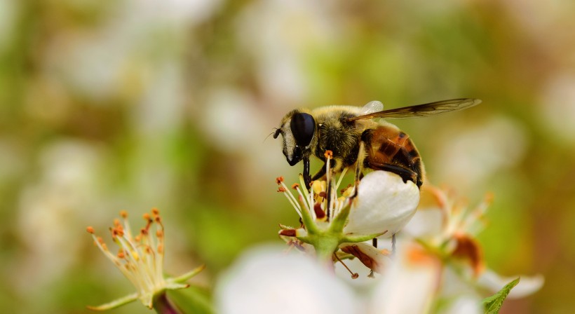 可爱的小蜜蜂图片(10张)