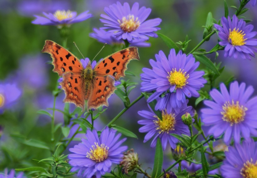 漂亮的斑点蝴蝶图片(10张)