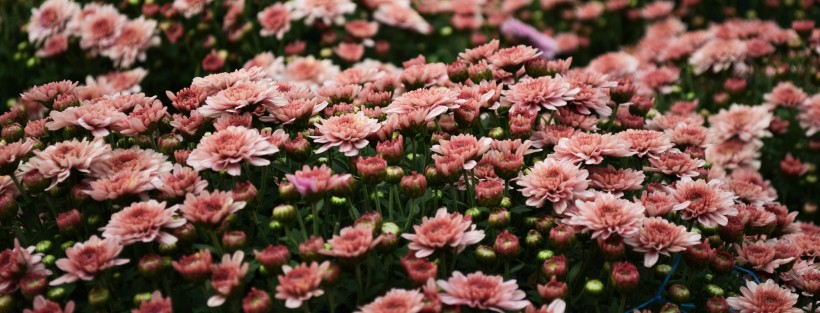 多彩的花丛图片(11张)