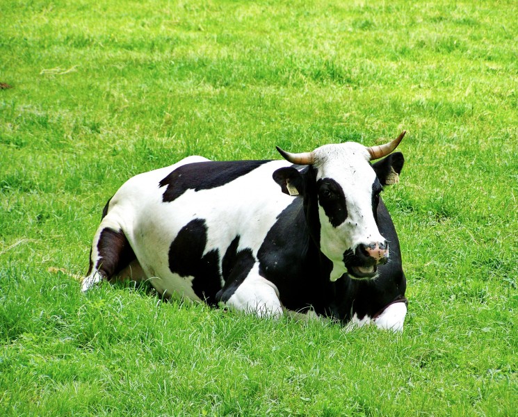 草地上悠闲的奶牛图片(11张)