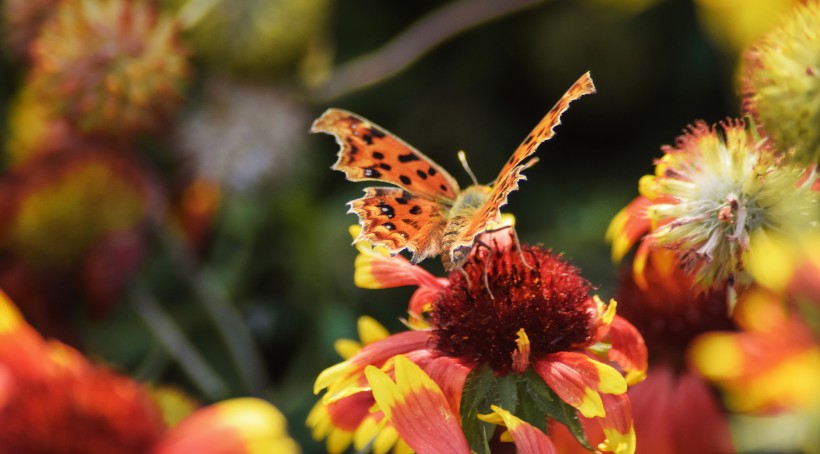 漂亮的斑点蝴蝶图片(10张)