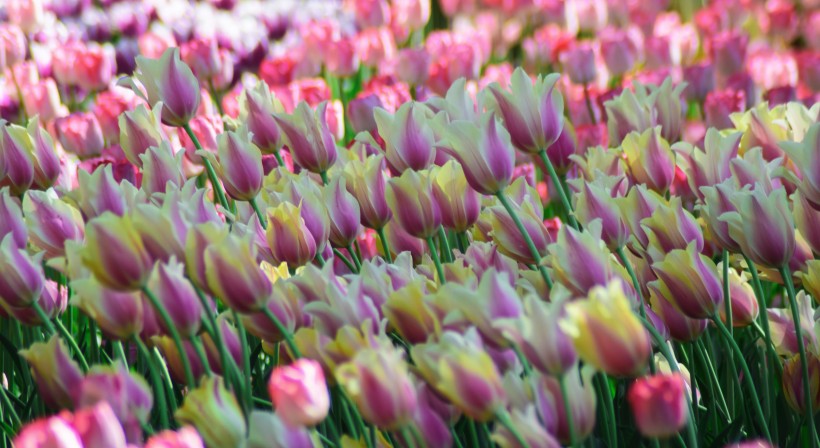 美丽的郁金香花丛图片(11张)