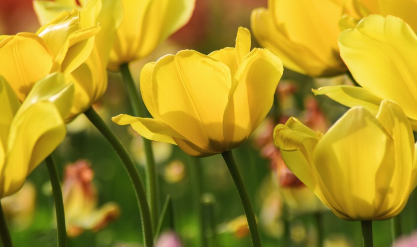 美丽的郁金香花丛图片(11张)