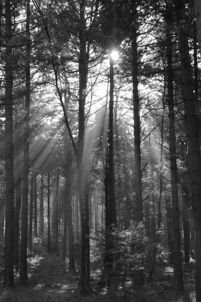 阳光穿过树缝唯美风景图片(12张)