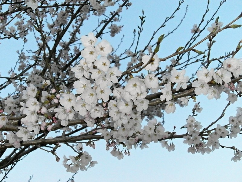 洁白似雪的樱花图片(14张)