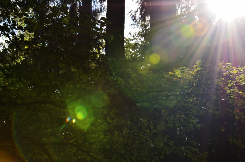 阳光穿过树缝唯美风景图片(12张)