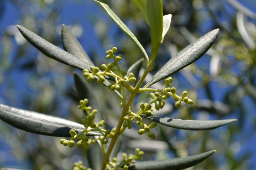 树枝上的橄榄图片(13张)