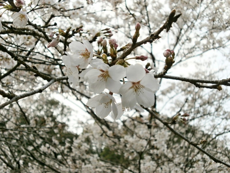 洁白似雪的樱花图片(14张)