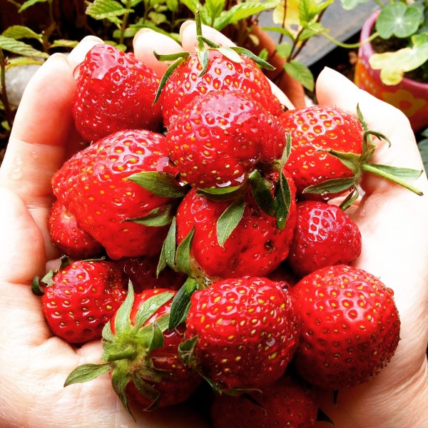 颜色鲜红的草莓图片(13张)