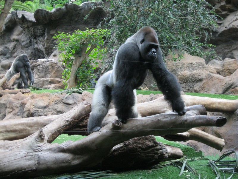 体型庞大的大猩猩图片(13张)