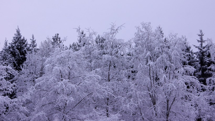 冬季唯美的森林雪景图片(16张)