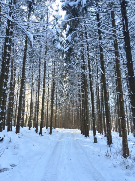 冬季唯美的森林雪景图片(16张)