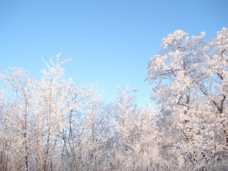 冬季唯美的森林雪景图片(16张)