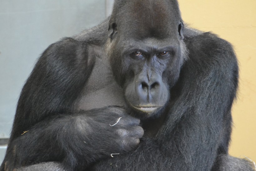 体型庞大的大猩猩图片(13张)