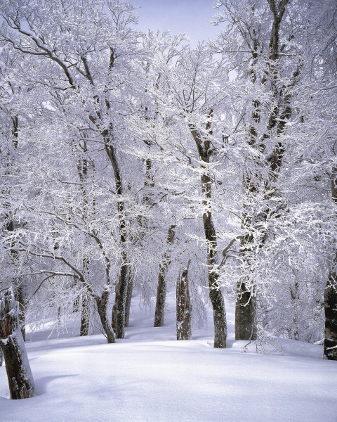 冬季唯美的森林雪景图片(16张)