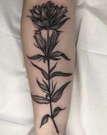 来自芝加哥纹身师的黑色植物纹身欣赏
