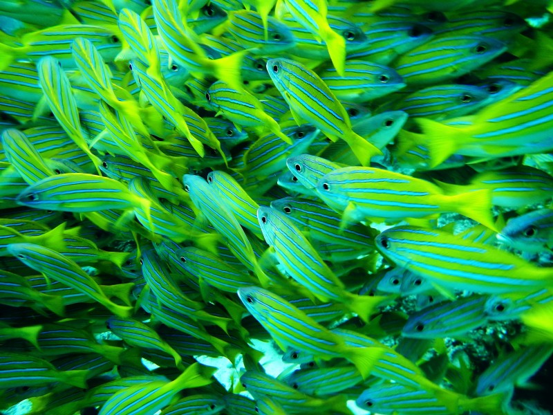 海底的鱼群图片(9张)