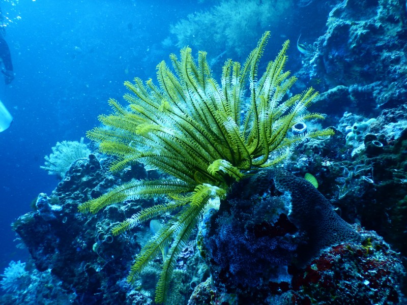 海里的珊瑚图片(11张)