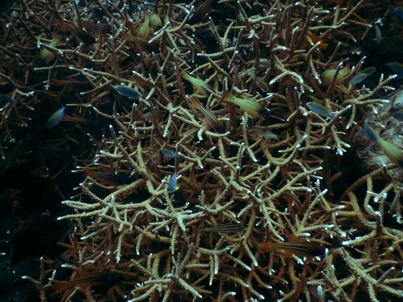 海里的珊瑚图片(11张)