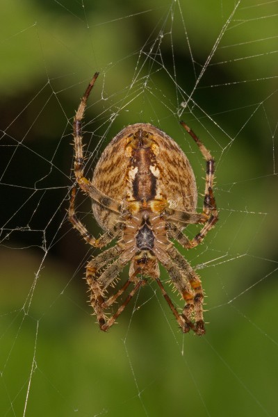 蛛网上的蜘蛛图片(12张)