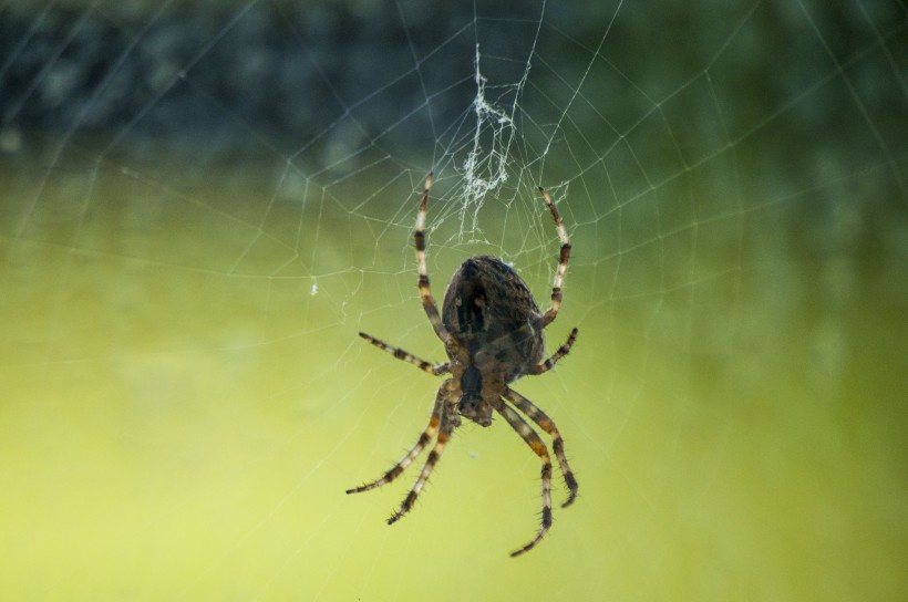 蛛网上的蜘蛛图片(12张)