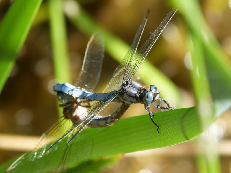轻盈停落的蜻蜓图片(14张)