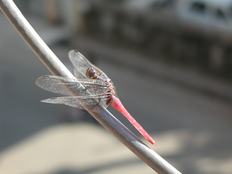 轻盈停落的蜻蜓图片(14张)