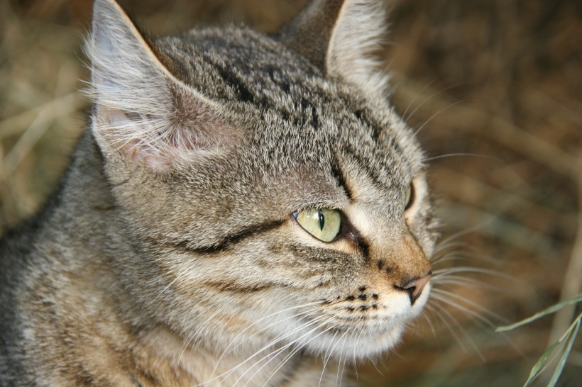 猫咪脸部特写图片(15张)